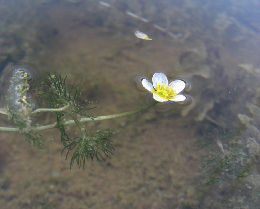 Водяной Лютик Ranunculus aquatilis