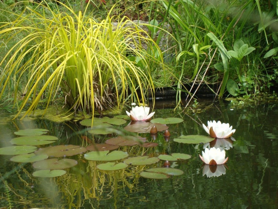 Прудик аптекарский кувшинки