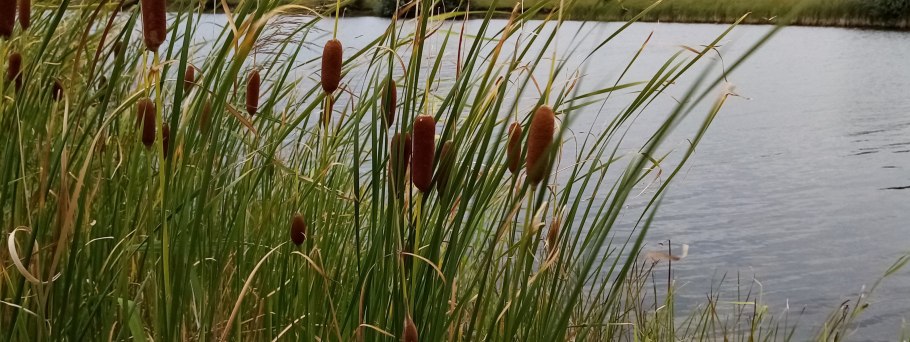 Телорез — Stratiotes Aloides