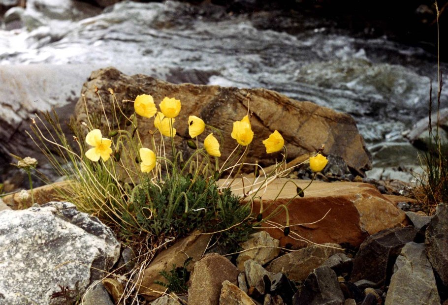 Растения гидрофиты