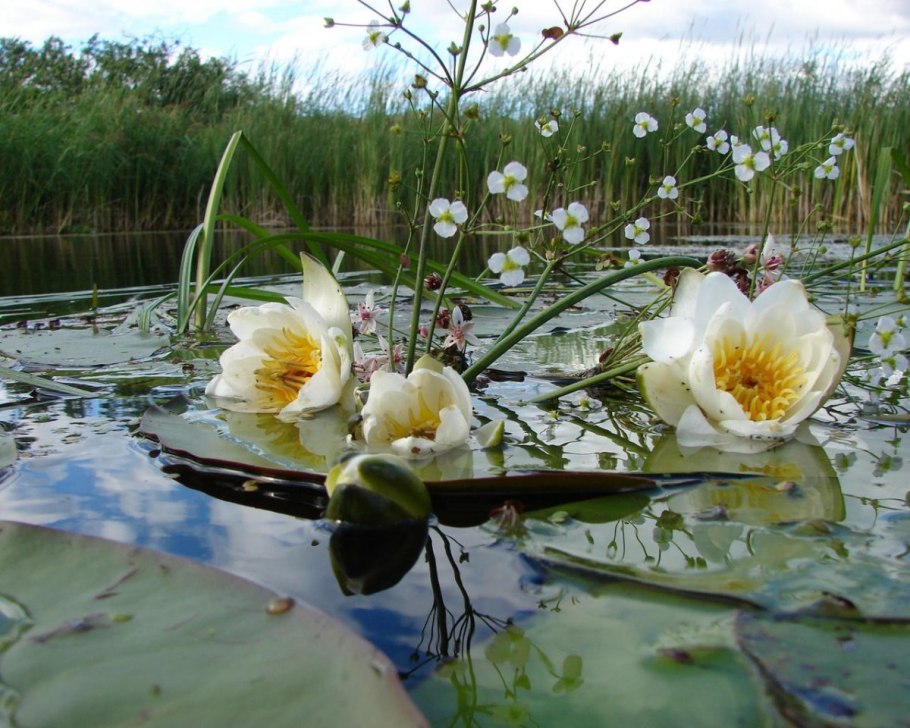 Кубышка желтая (Nuphar lutea)