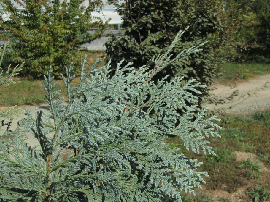 Туя спираль