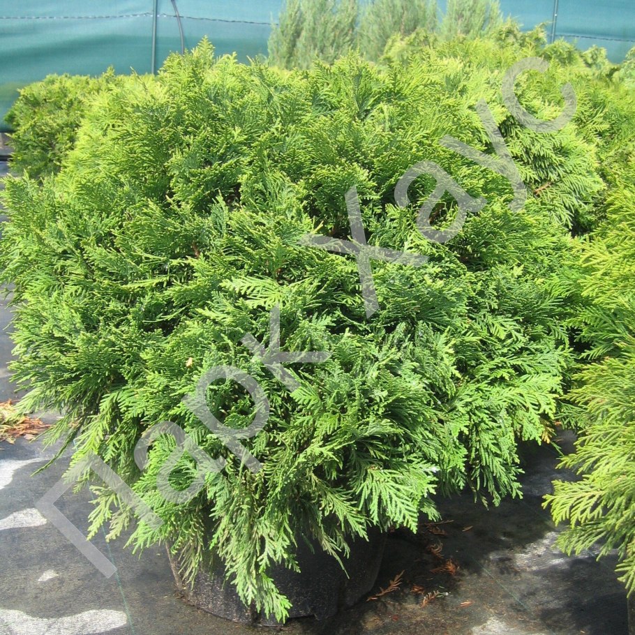 Туя Западная Сильвер Смарагд