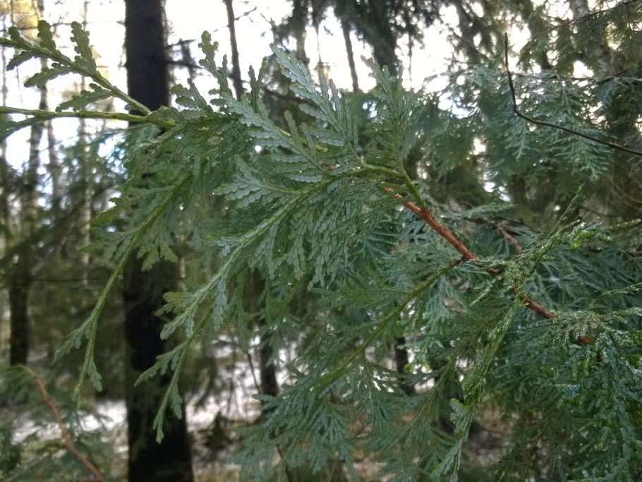 Туя Даника Ауреа