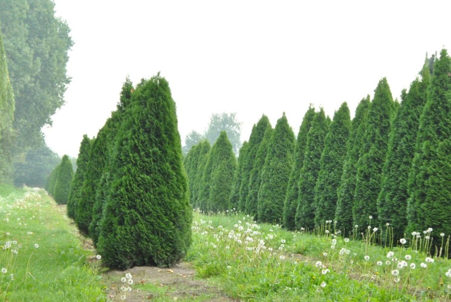 Thuja orientalis juniperoides