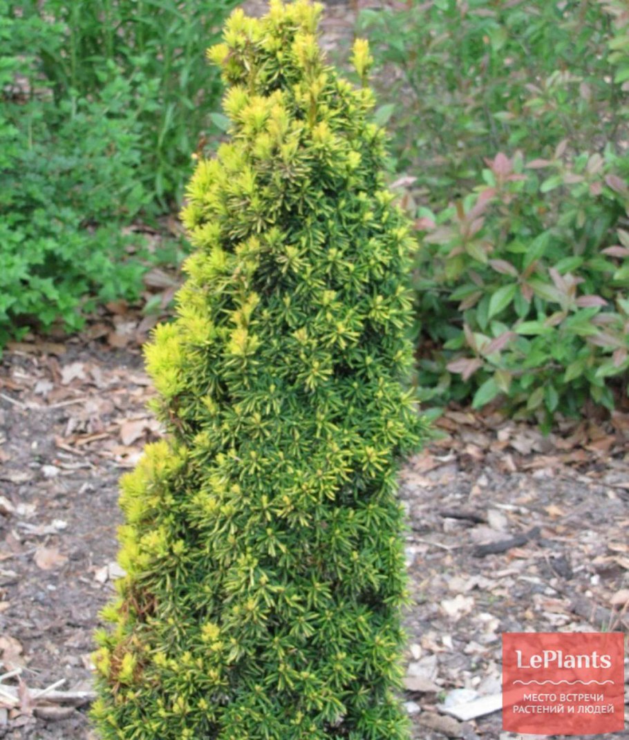 Туя корейская Глаука Прострата