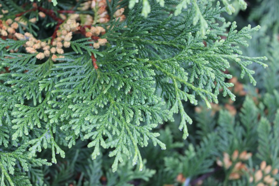 Thuja koraiensis