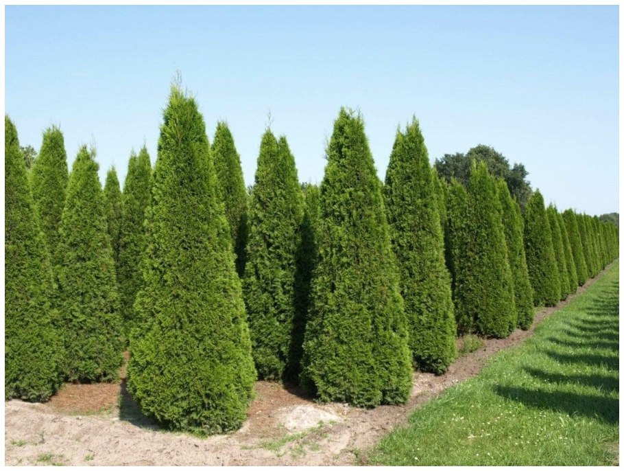 Туя складчатая Гельдерлэнд