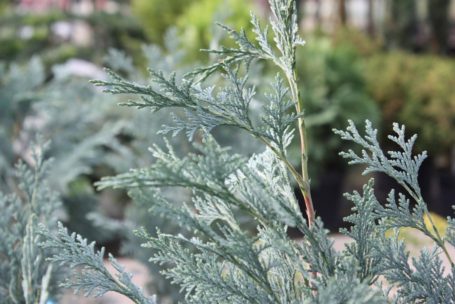 +Thuja +koraiensis +Nakai