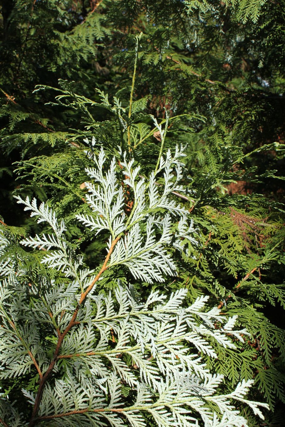 Туя Западная рекурва