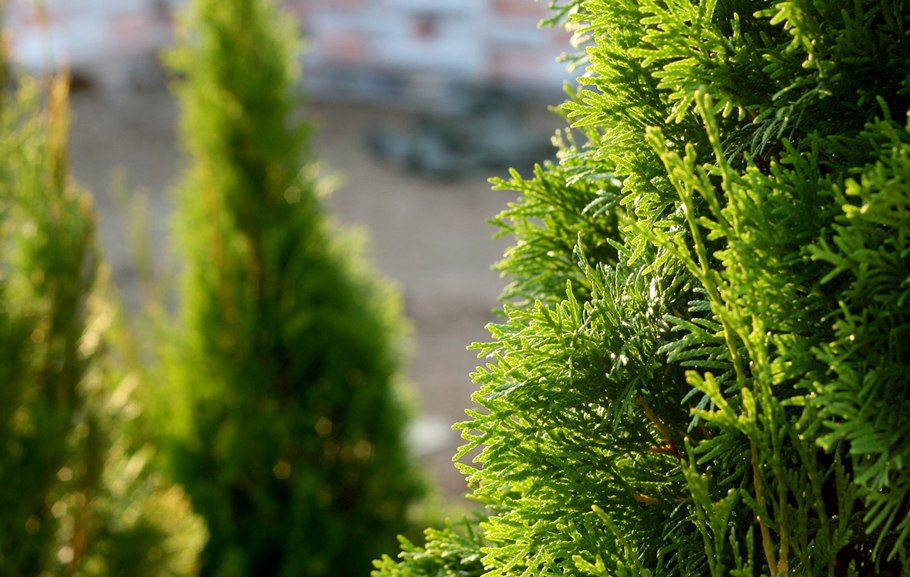 Туя Голден Глоб