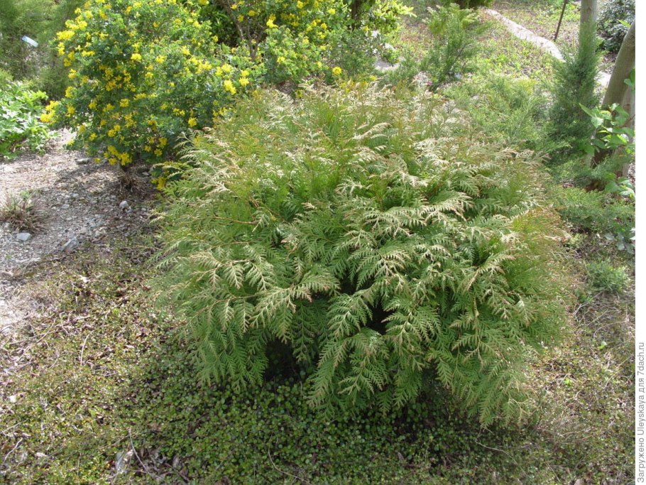 Туя Западная Глобоза Ауреа