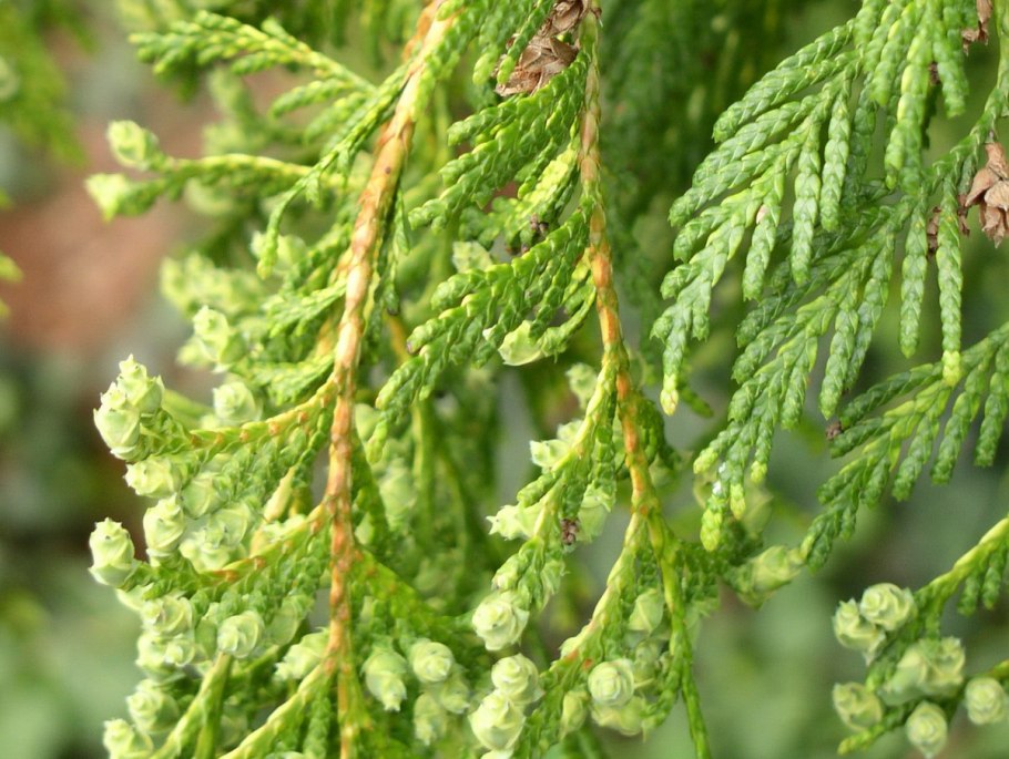 Туя корейская Глаука