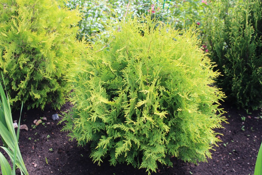 Туя западная голден глоб