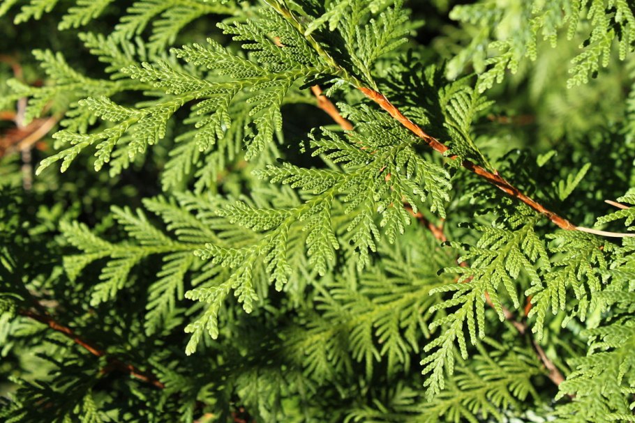 Thuja koraiensis