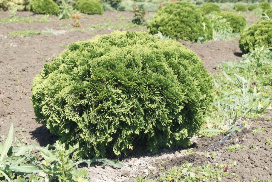 Туя японская Стендиша