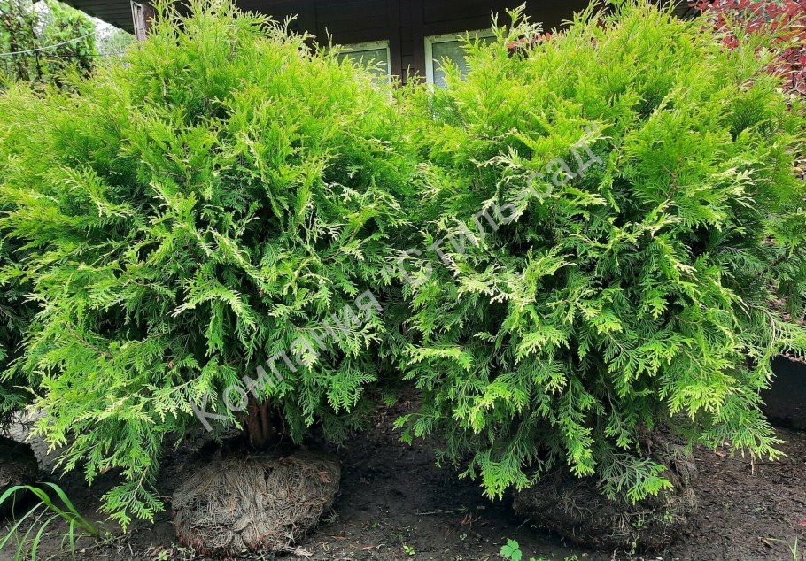 Туя шаровидная семена