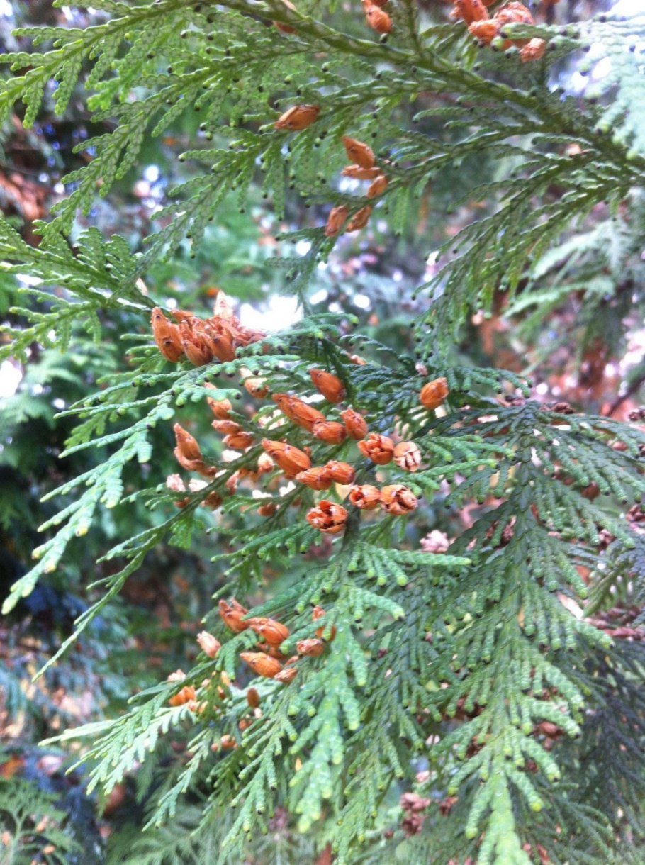 Thuja koraiensis