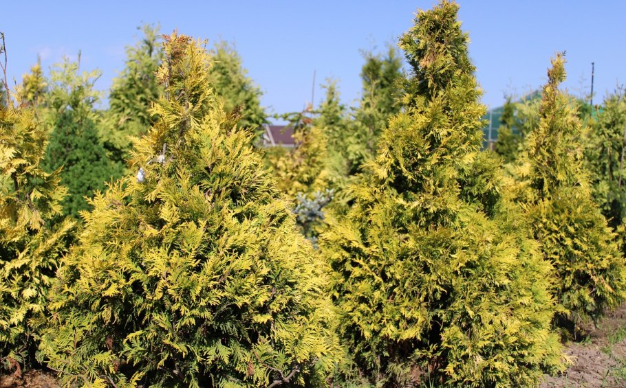 Туя складчатая мартин