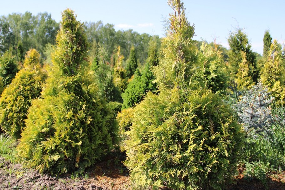 Туя западная санкист