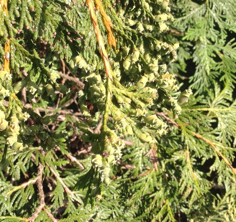 Туя Западная микростробилы