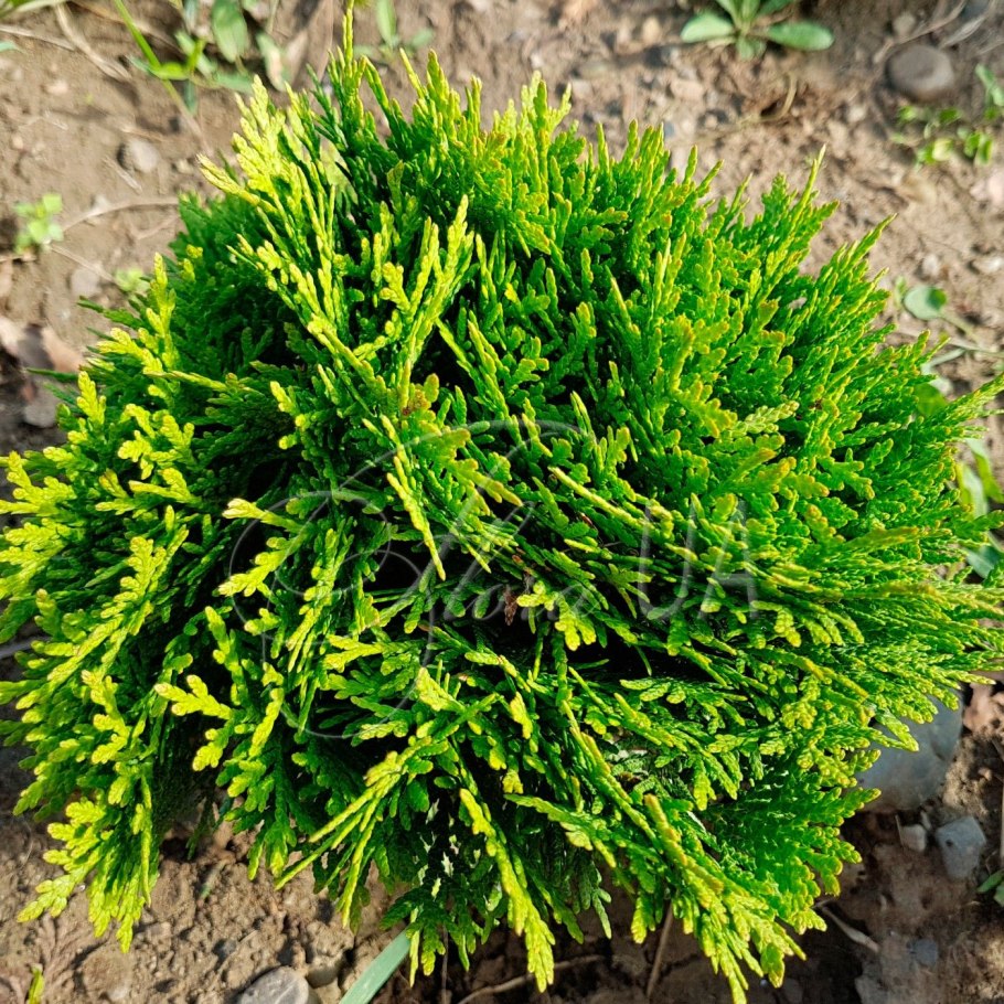 Туя пирамидальная Смарагд