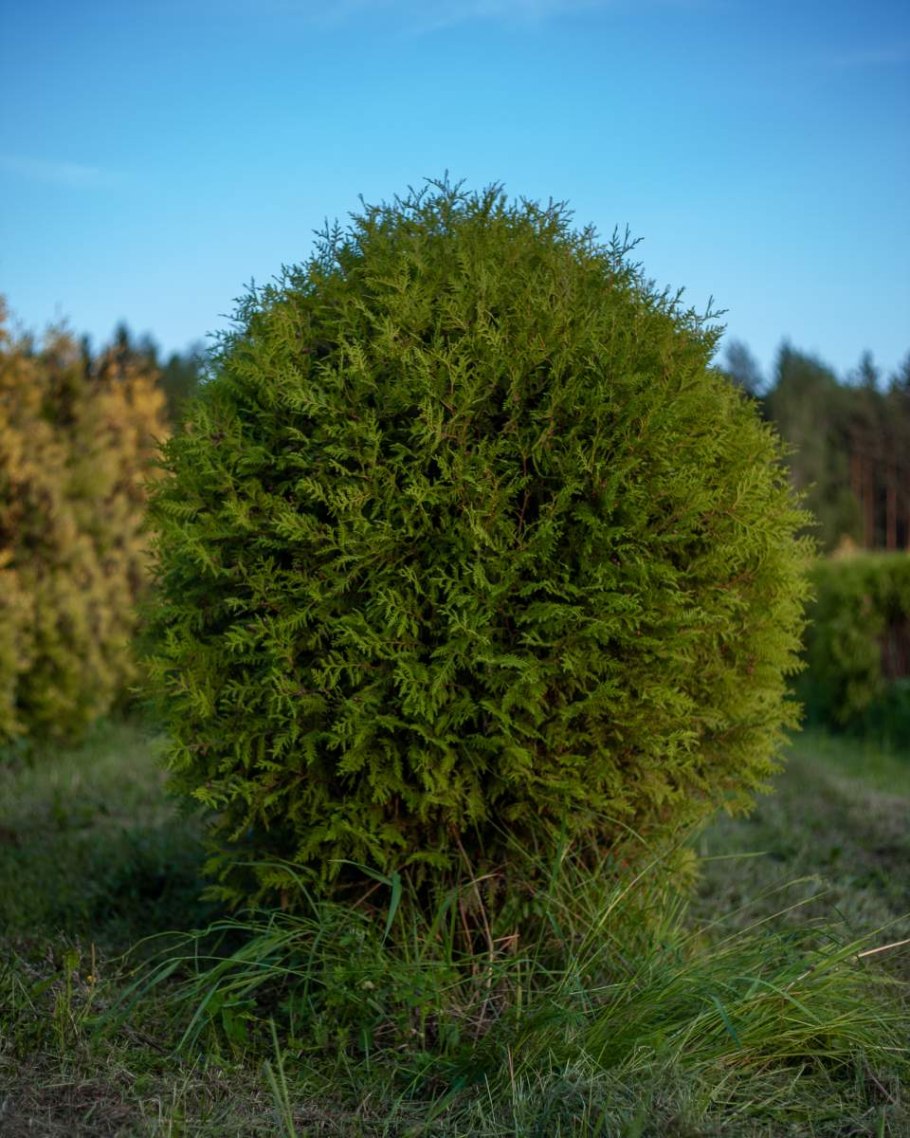 Туя западная вудварди