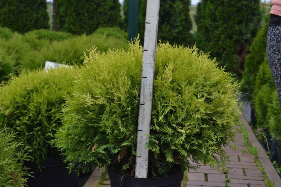 Пятка у туи