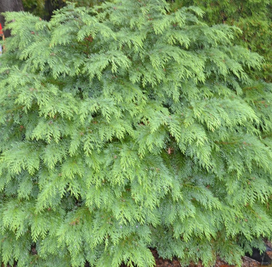 Глаука Прострата туя