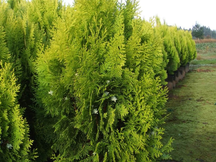 Thuja koraiensis