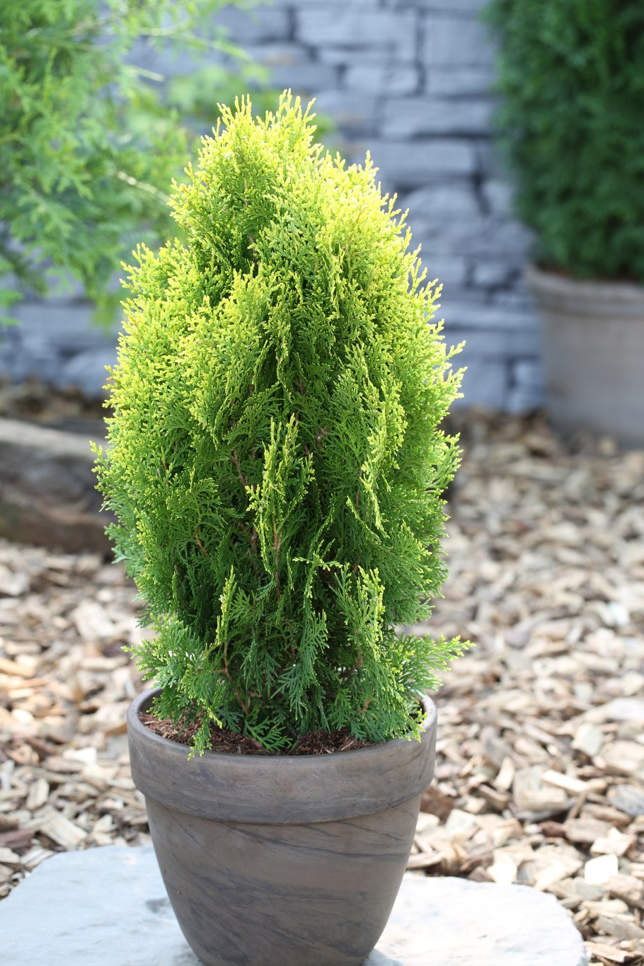 Туя Селена в ландшафтном дизайне