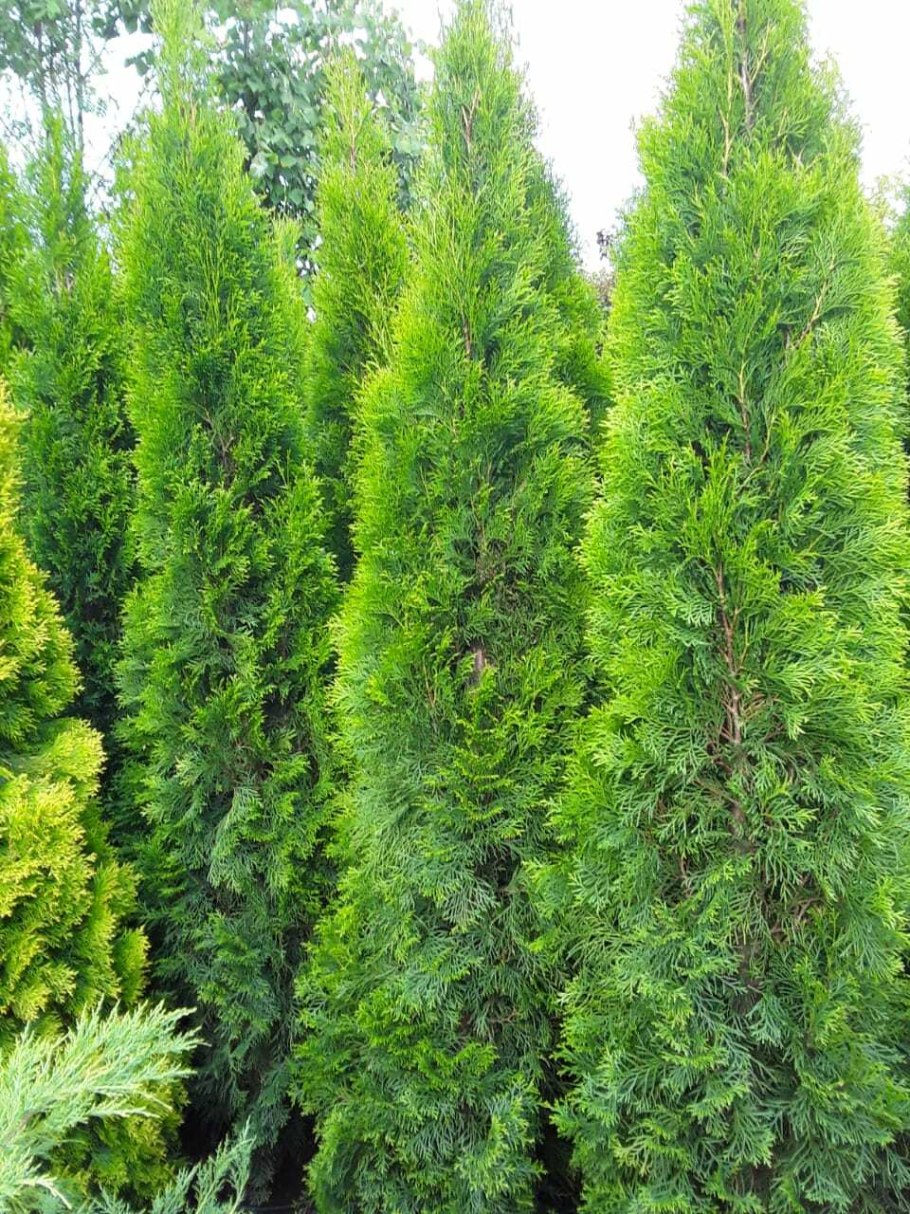 Туя Западная Тотем Смарагд