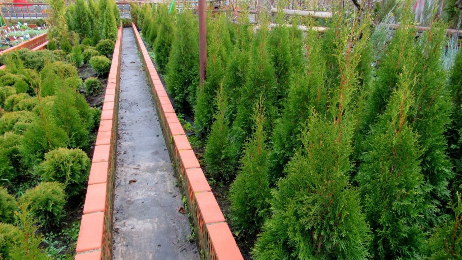 Туи смарагд