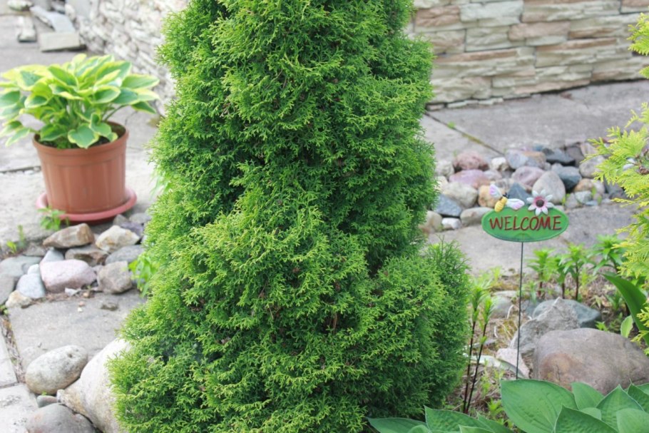 Туя Западная Думоза