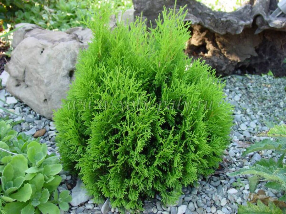 Туя Западная Mirjam