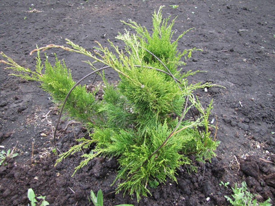 Туя Западная тайни тим (с7,5 h30-40)