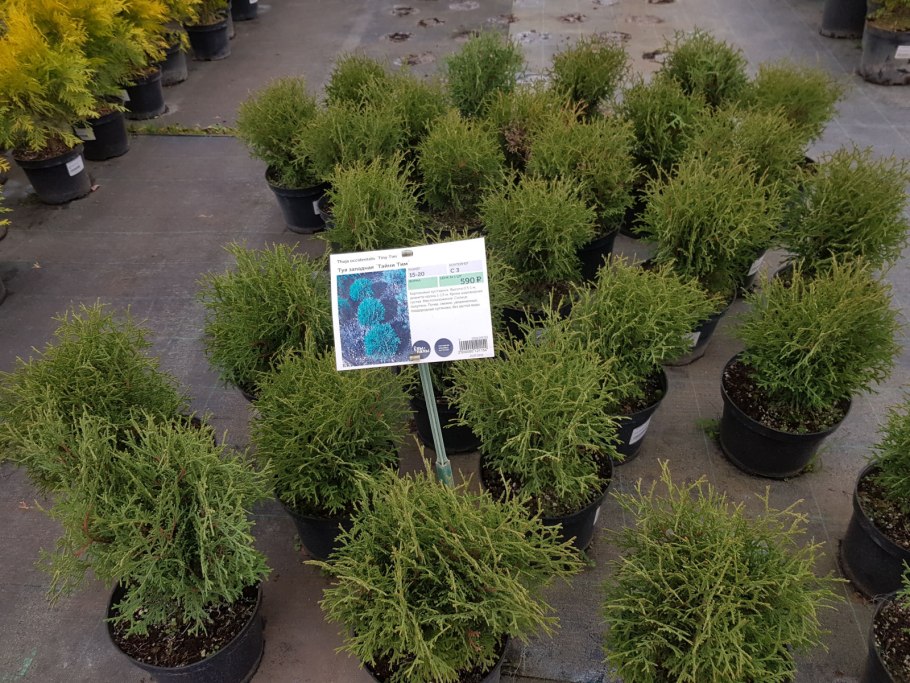 Туя западная little champion