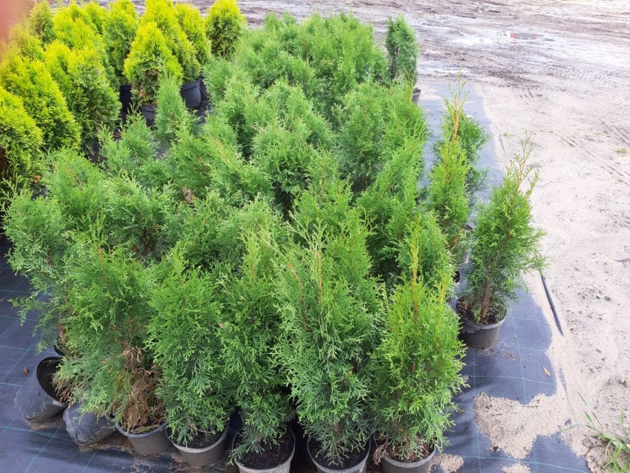 Туя смарагд спиралис