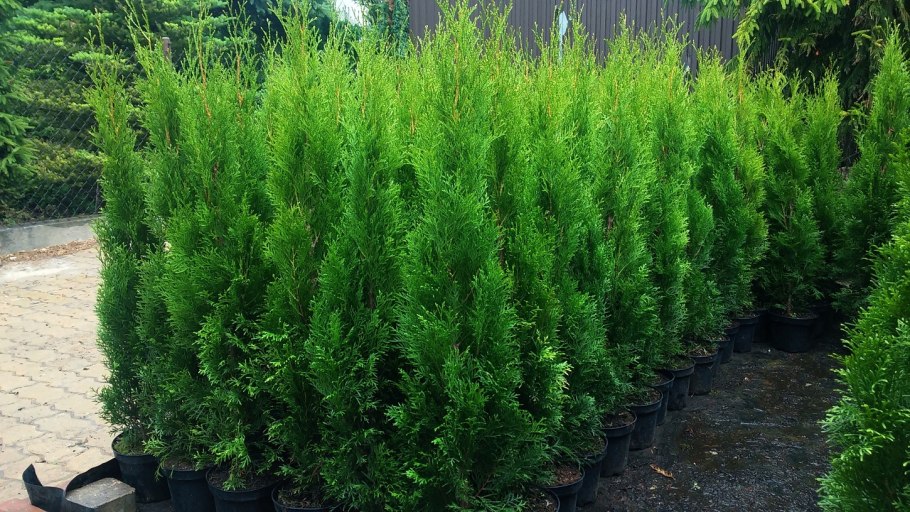 Туя смарагд р9