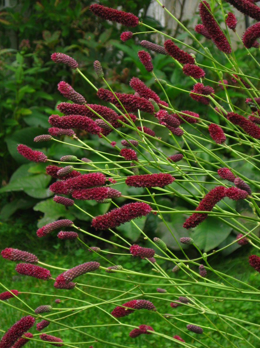 Кровохлебка малая (Sanguisorba Minor)