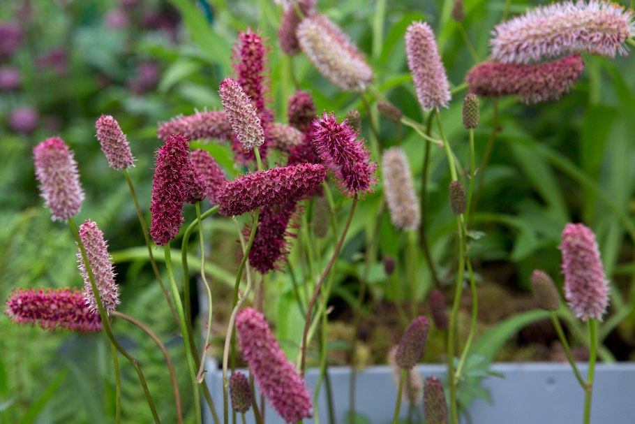 Кровохлебка Sanguisorba