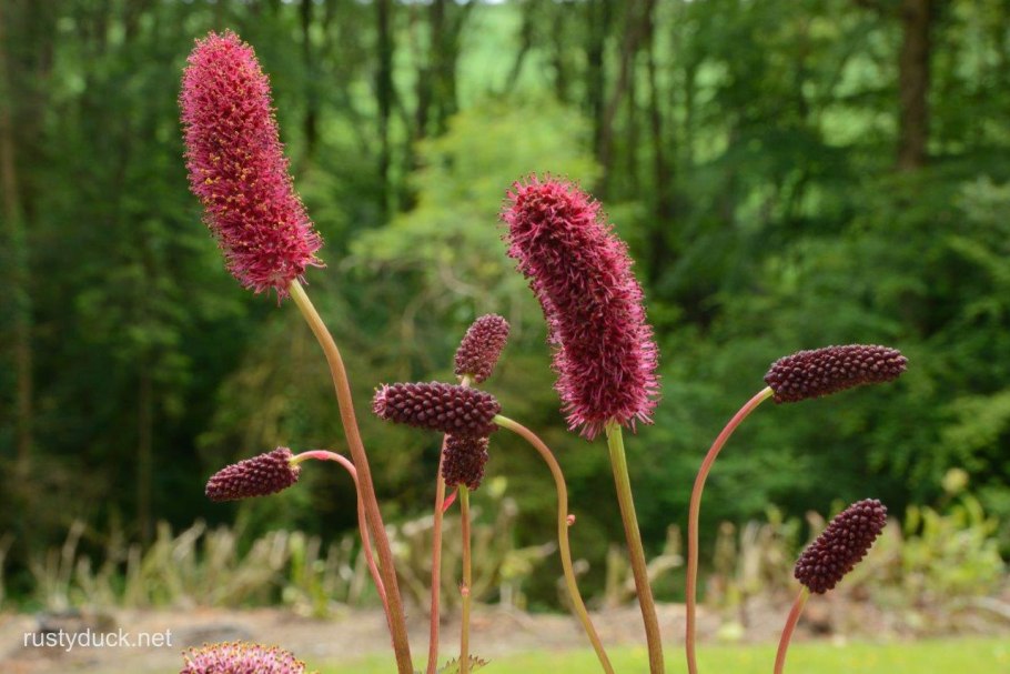 Кровохлебка обтуза Альба