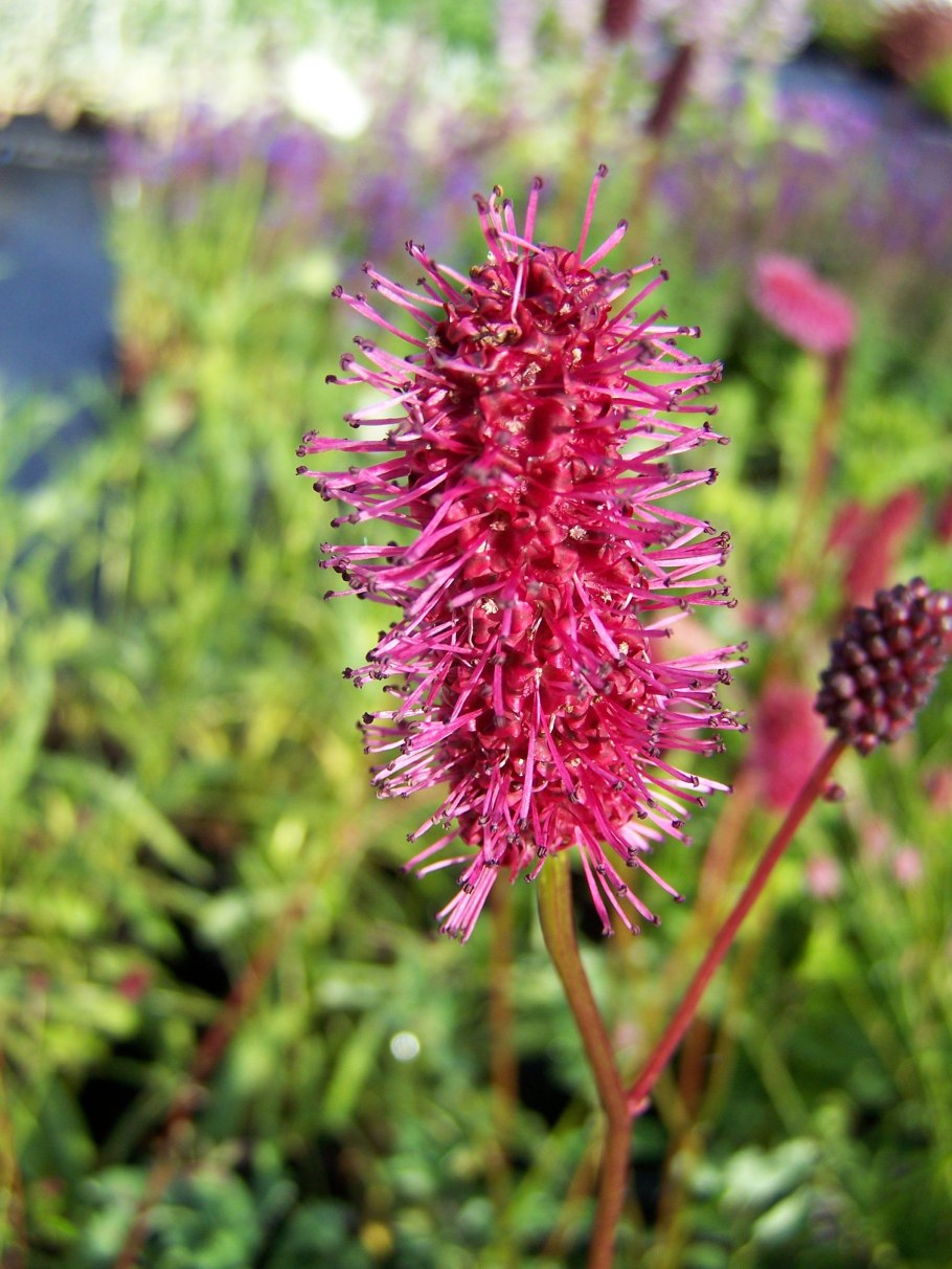 Кровохлебка Sanguisorba