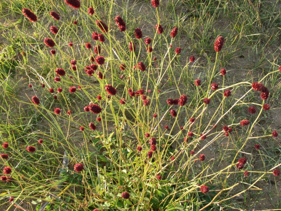 Кровохлебка Sanguisorba