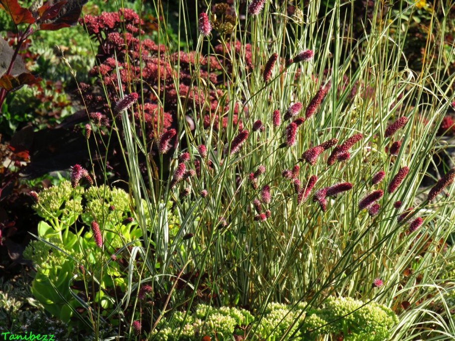 Кровохлебка канадская Blackthorn