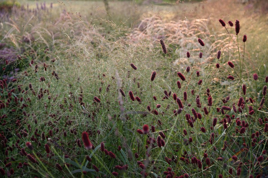 Черноголовник кровохлебковый (кровохлёбка)