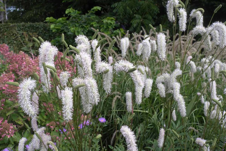 Кровохлебка альба