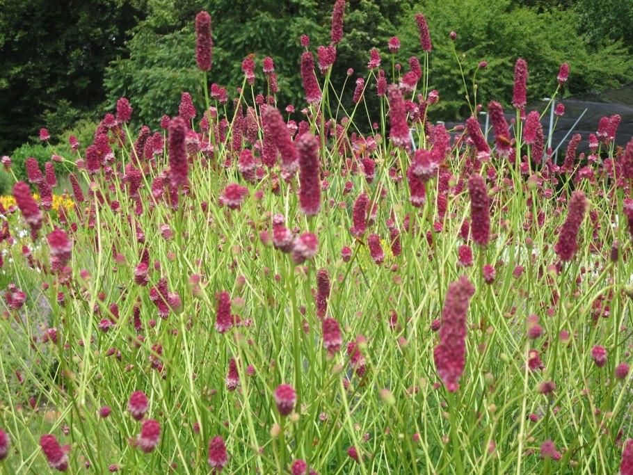 Кровохлебка Мензиса