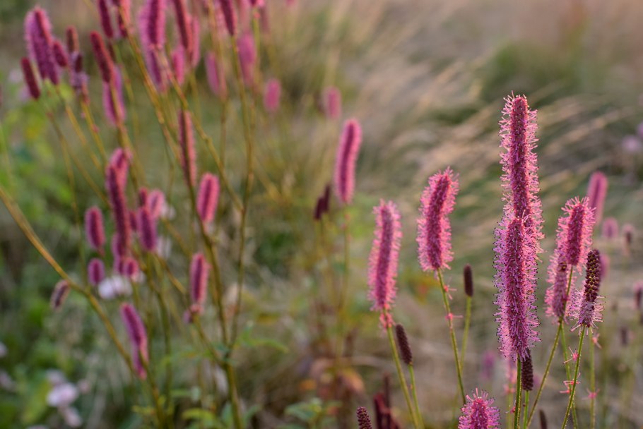 Кровохлебка пинк танна