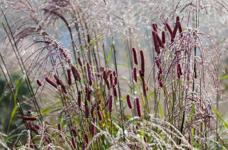 Кровохлебка blackthorn